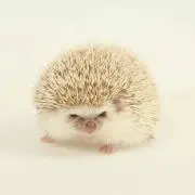 masaya