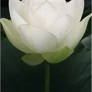 ミ