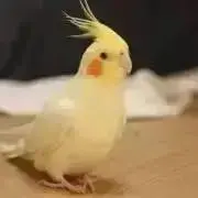 ケツモゲラの画像