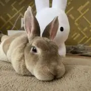 たかちん