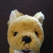 hazurinの画像