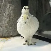 なりさこ
