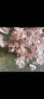 ニーバーの画像