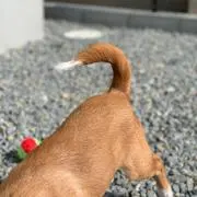 むぎの画像