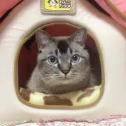 ひまわり