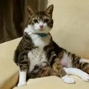 かず
