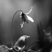 jasmine