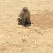 ジョージ