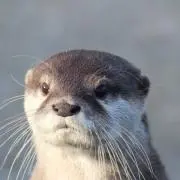にーかの画像