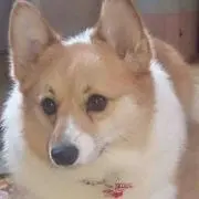ちびまる