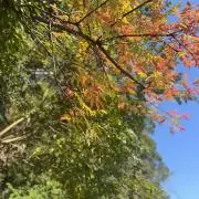 さくら！の画像