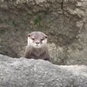 AIの画像