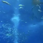 かずやの画像