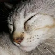 Miomio