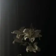 chiru