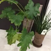 e-chanの画像