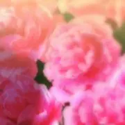 あーちゃんの画像