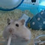 CHEERIOの画像