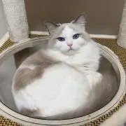 mikoの画像