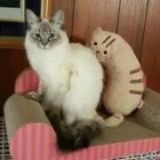 エルパパ