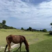 こ