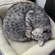 ボリスの画像