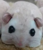 ハムスターの画像