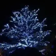 みつばちの画像