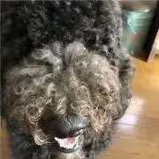 ココおれ