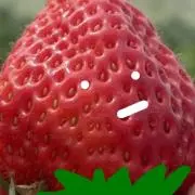 ichibanの画像