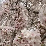 ひよの画像