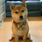 sの画像