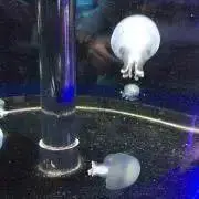 かいなの画像