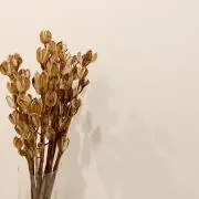 ...idp...の画像
