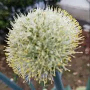 赤べこ