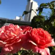 topazの画像