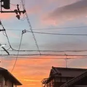 ぽんの画像