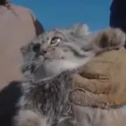 カユゲジの画像