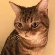 Qの画像