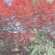 なちの画像