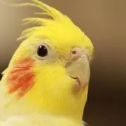 ヨードル・ヨッコシの画像