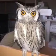 トモ