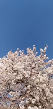 さくら(プロフ読んで下さい)の画像