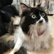 メメラス