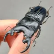 オキナワノコギリ トクノシマノコギリ 野外標本 - メルカリ