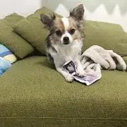 ひなたの画像