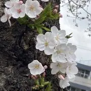 さくらさくの画像
