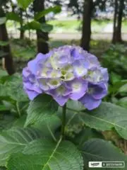 oto★即日発送・丁寧梱包・お得情報有★の画像