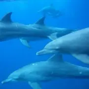 たけきのの画像