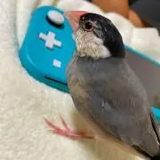 ふうか